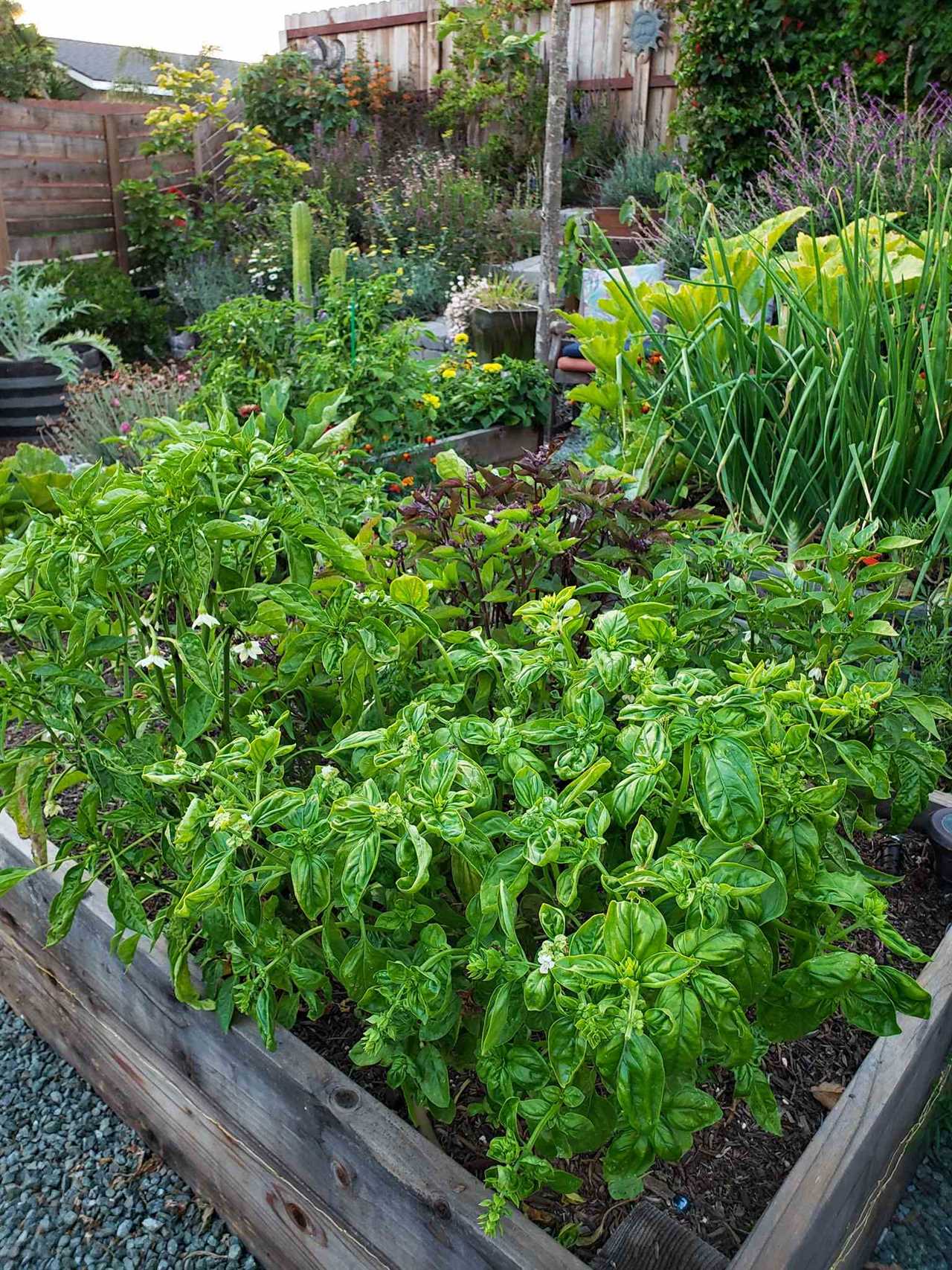 Propagating Basil: Grow an INFINITE Supply Forever