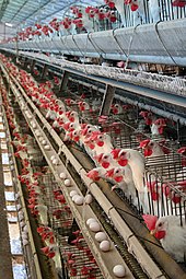 Organic meat and poultry and humane slaughter practices