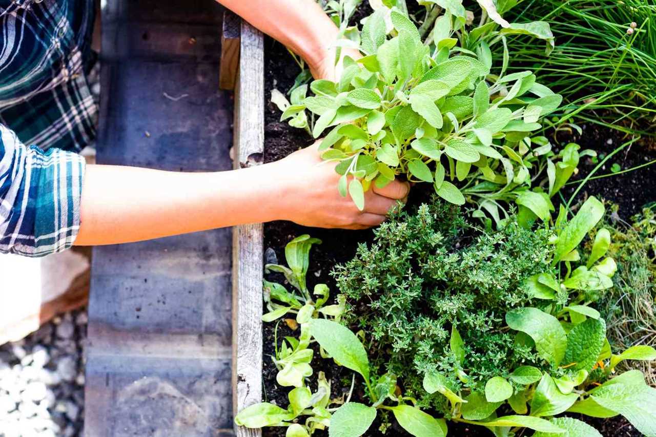 Medicinal Herb Production at Four Elements Organic Farm