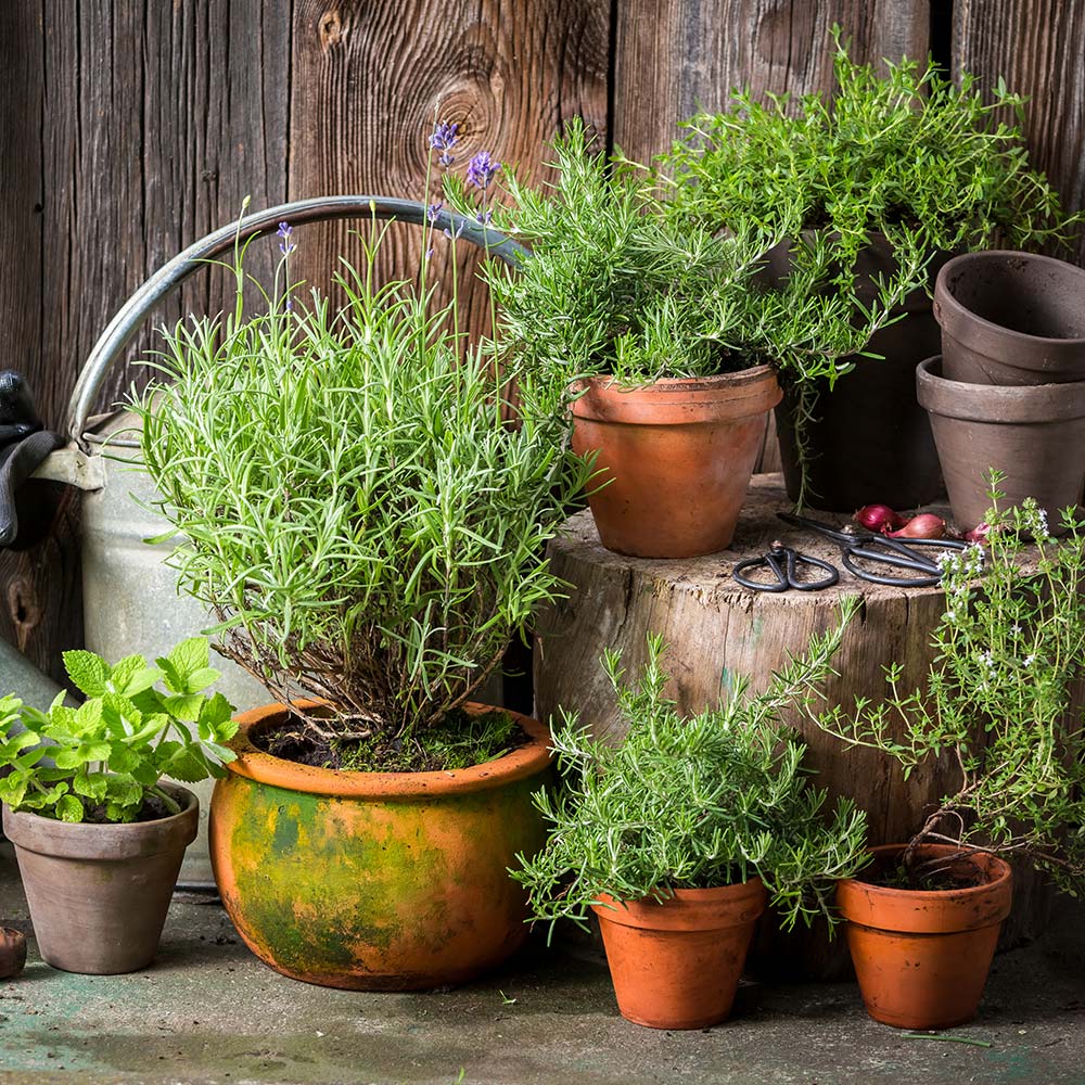 HOW TO Plant Herb Seeds In A Container. The TRICK all the PROS USE // Gardening in Canada