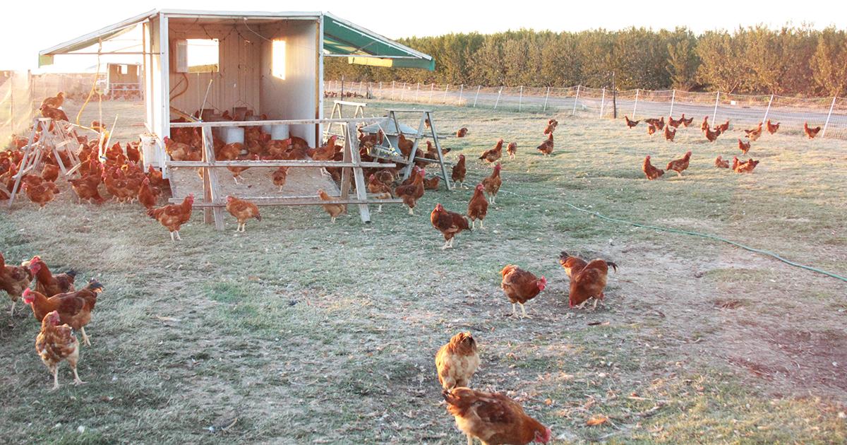 Organic meat and poultry and freerange farming