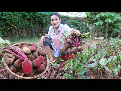 Have you ever grown or harvested Beetroot for cooking? - Yummy Beetroot recipes