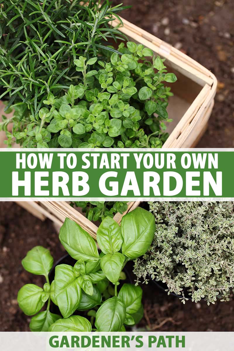 Mediterranean Herbs For Homemade Bread and Focaccia