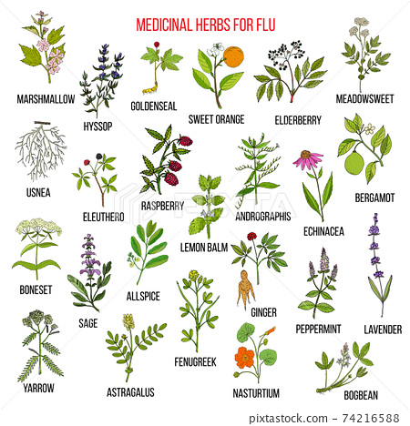 1 Small Bite of This Herb...CLEARS UP Mucus & Phlegm, Opens Chest & Lungs | Dr. Mandell