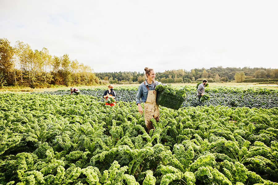 Volta Presentation: The Challenges of Organic Farming in Ghana