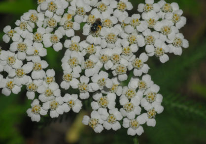 WHEN & HOW TO HARVEST HERBS FOR MEDICINAL USES