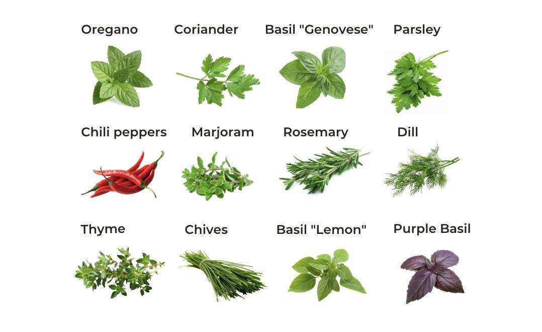 Aromatic Italian Herbs for Homemade Herb Butter