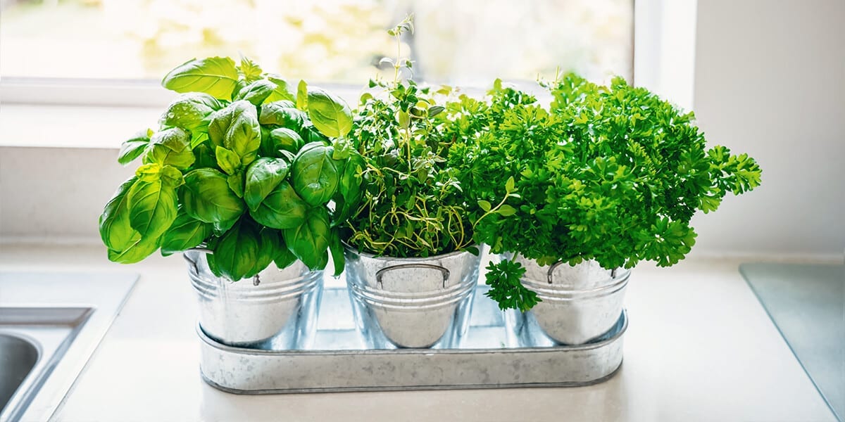 How to grow herbs for free (using cuttings)