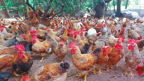 How To Raise Clean Chickens By Herbs ?