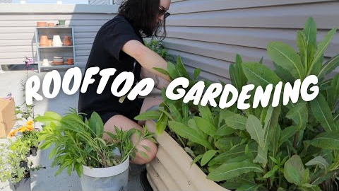 ROOFTOP GARDEN MAKEOVER VLOG | planting herbs and flowers :)