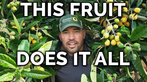 Growing Loquats, The Best Fruit You've Never Heard Of