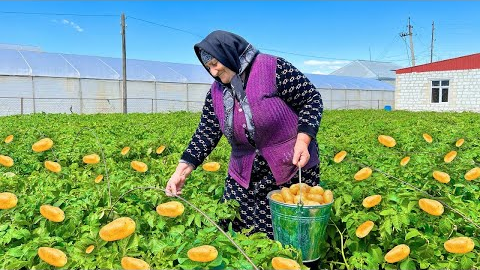 Harvesting Organic Potatoes and Spinach! Cooking Traditional Dish in the Village!