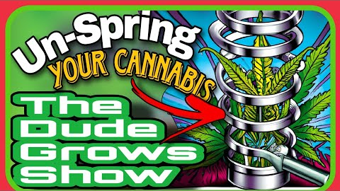 Springtail Invasion Victory: Safeguarding Your Cannabis Yield- The Dude Grows Show 1,487