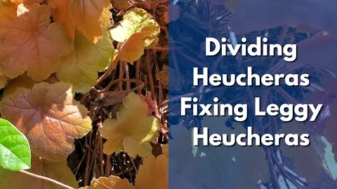 How to Divide Heuchera Plants / Heuchera Propagation Methods