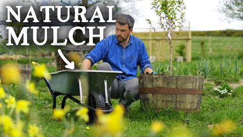 11 Natural Mulches Perfect for Permaculture