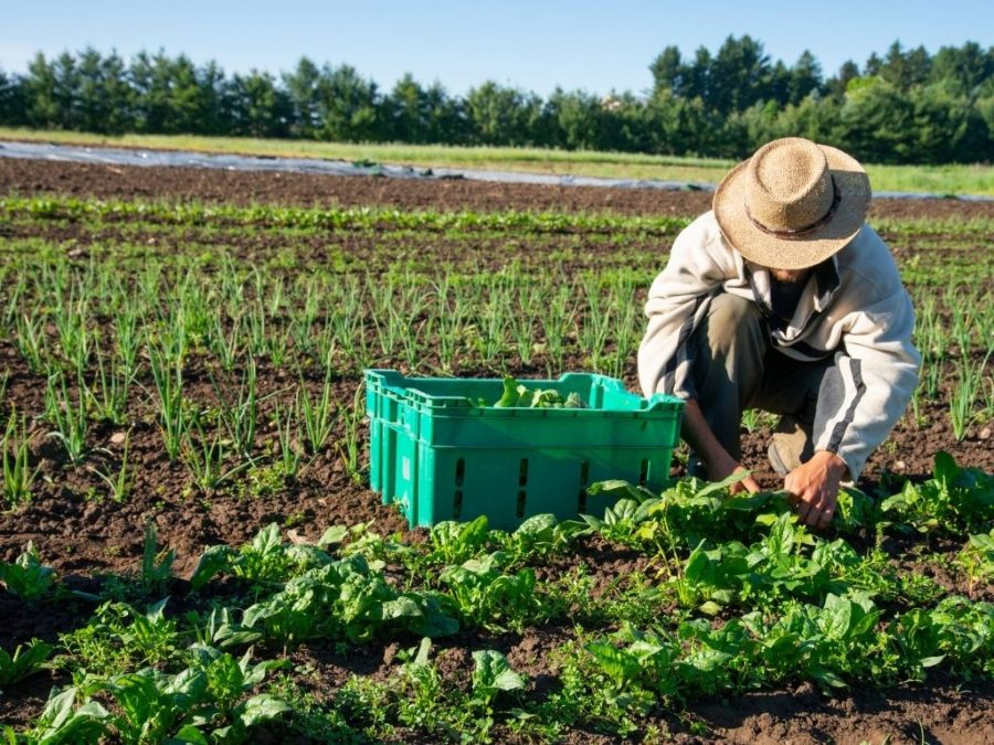 Man Leaves City to Create Beautiful Permaculture Farm