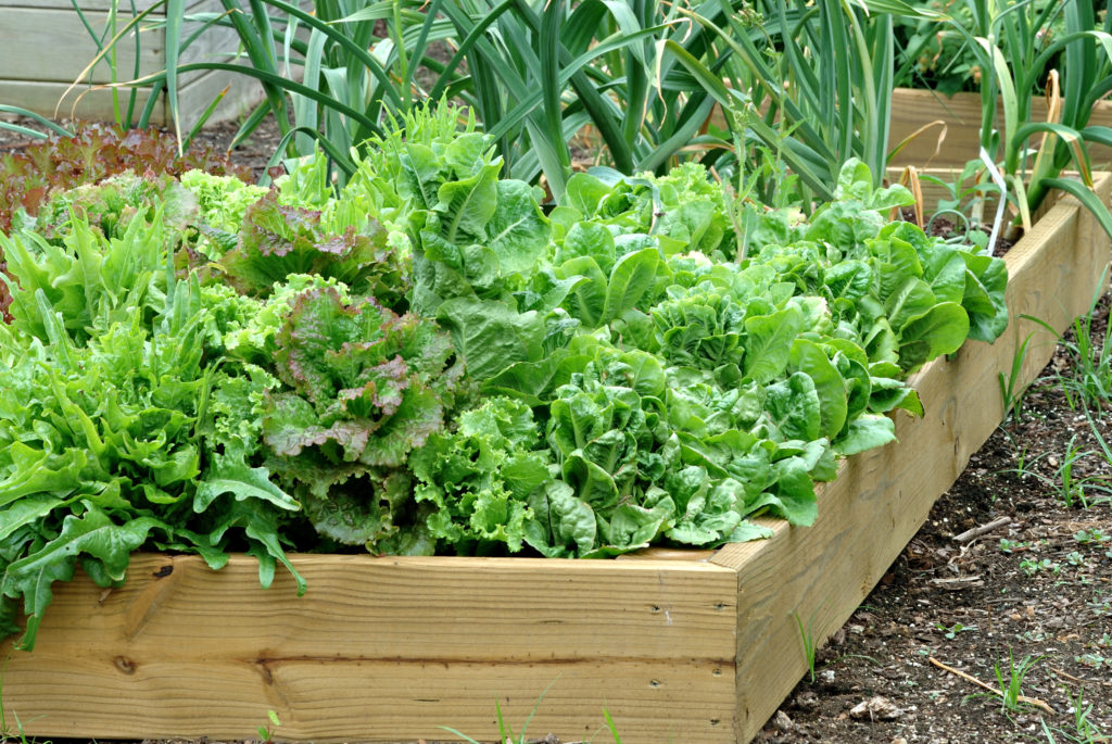 How to grow organic vegetables in your backyard