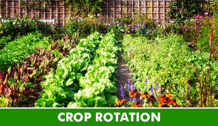 Organic farming and crop rotation