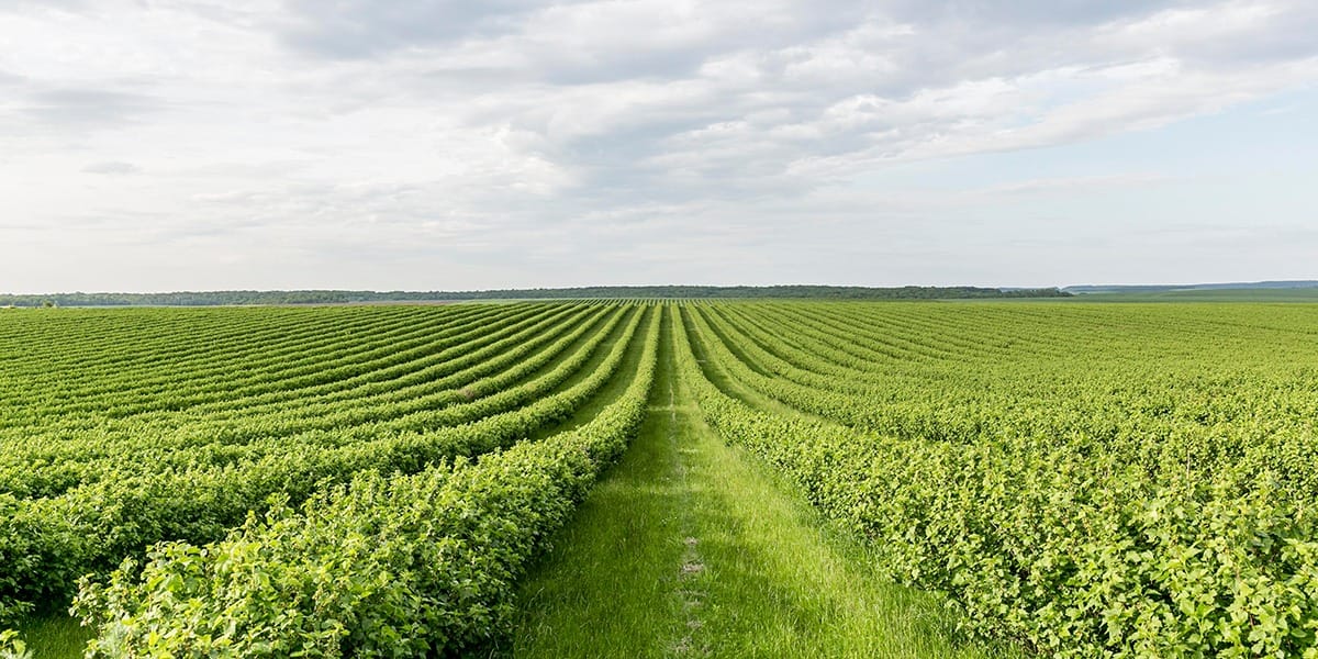 Know Your Farmer | Sunrise Organic Farms | California