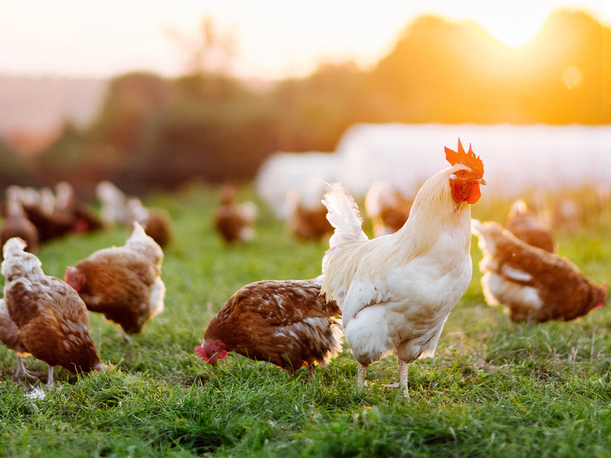 Organic meat and poultry and integrated pest management