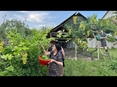 Harvesting Grape Leaves and Making Delicious Dolma Recipe