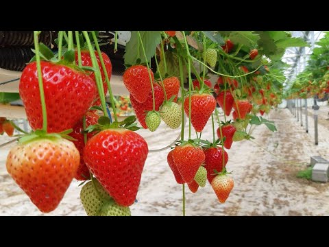 MAKE JAM AND FRUİT PULP RECİPES WİTH STRAWBERRİES 🍓 EASY AND DELİCİOUS❗ village cooking