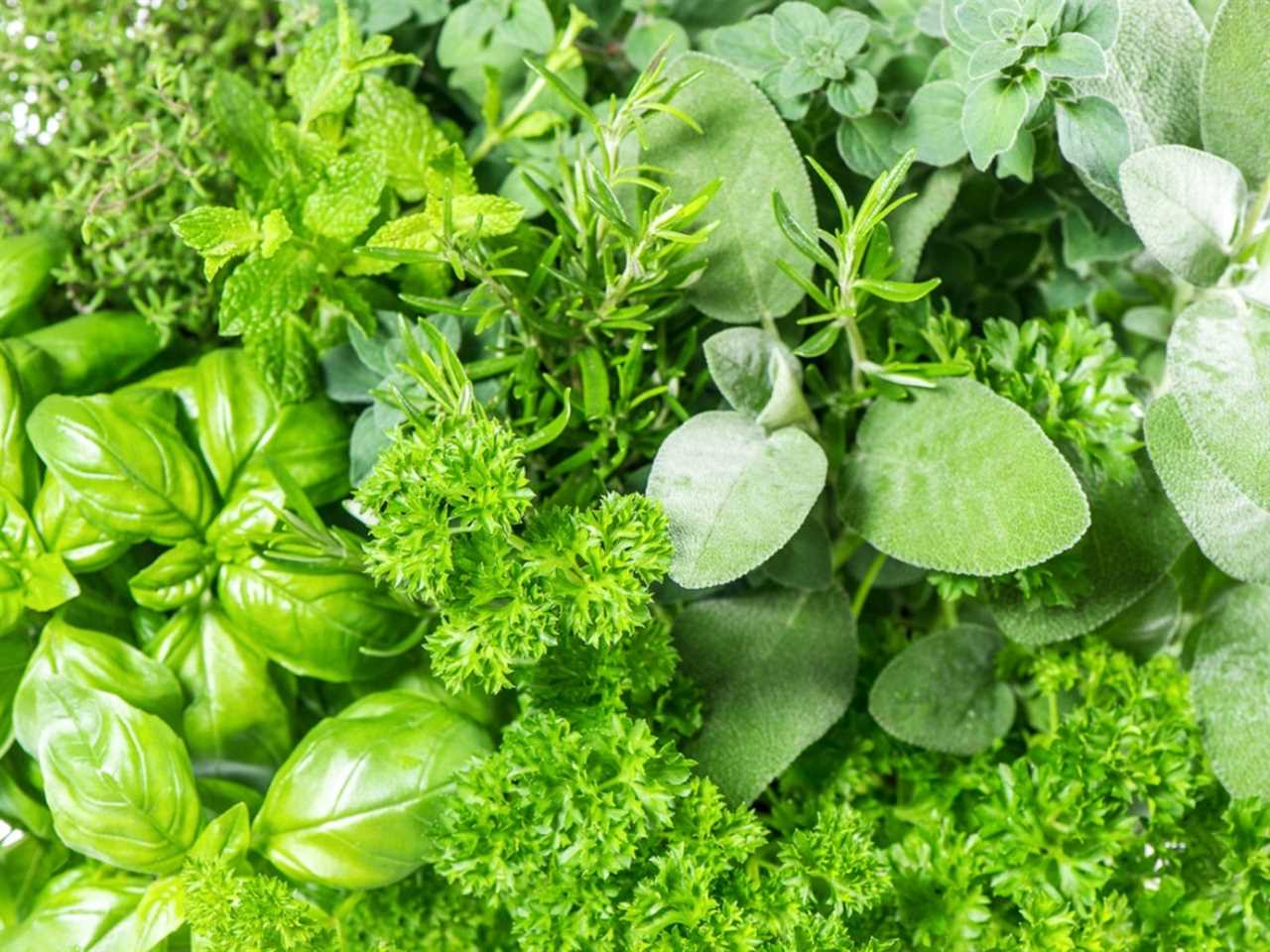 Drying and Storing Basil