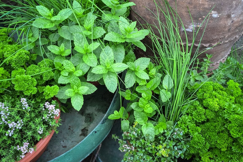 The Best Plants For Fresh Tea -- Grow a herb garden for tea!