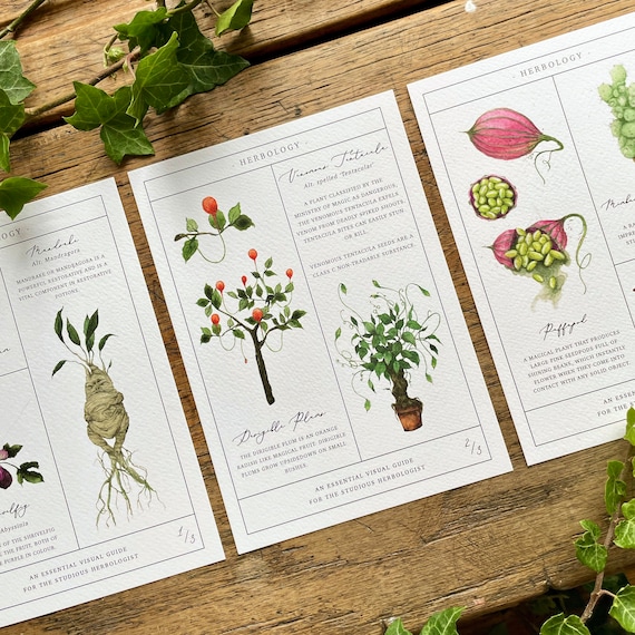 David Hoffmann's surprising thoughts on starting an herbal business