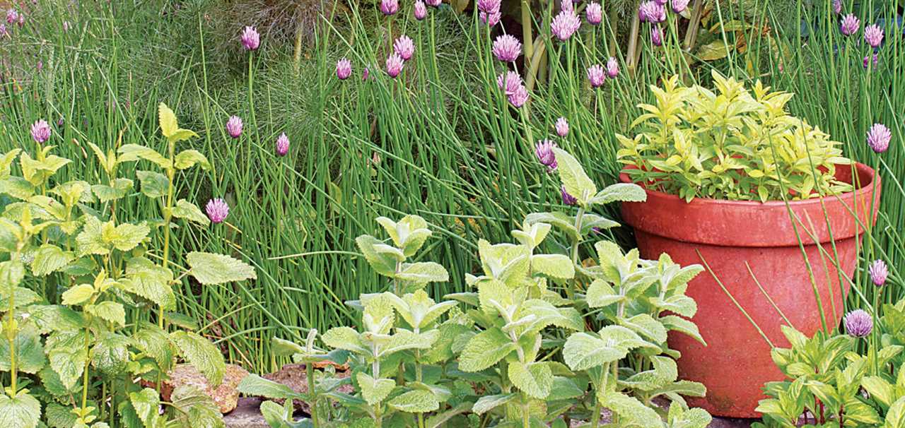 Medicinal Herbs of the Shade Garden