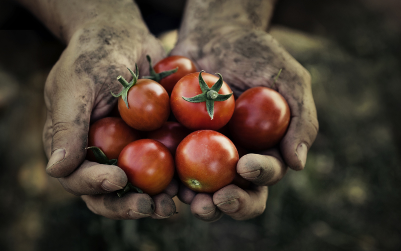 Organic Strawberries Harvesting and Prepare Natural Sweets