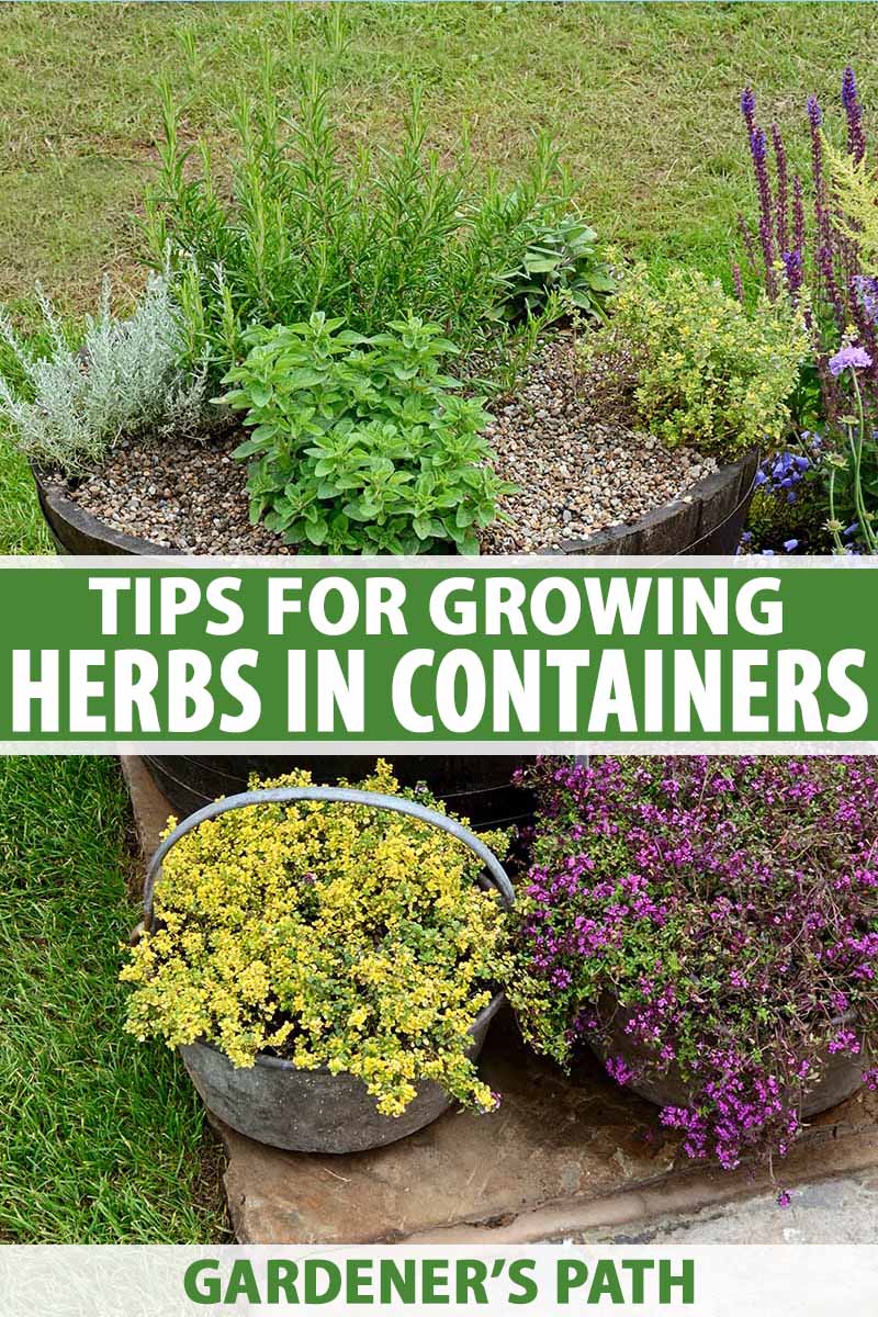 Companion Planting | Wood chips garden path | growing herbs for tea garden