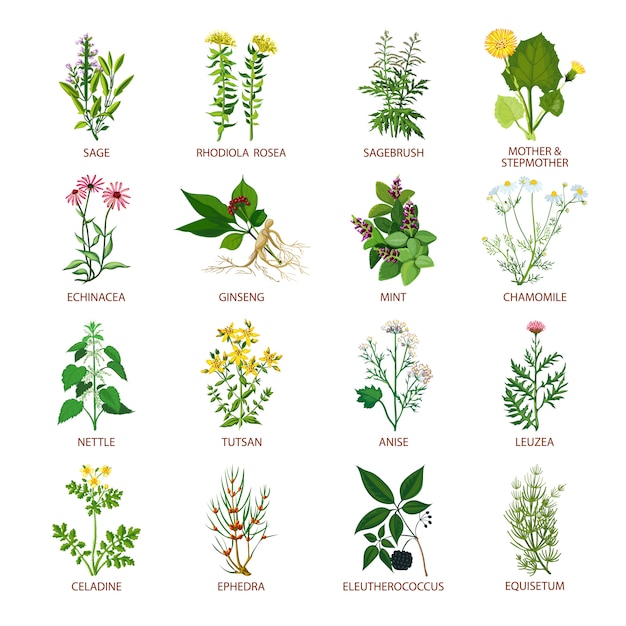 SHOP THE BEST 🌱 Most POWERFUL Medicinal Herbs | CURES ALL KINDS OF DISEASES | HEALTH IS WEALTH