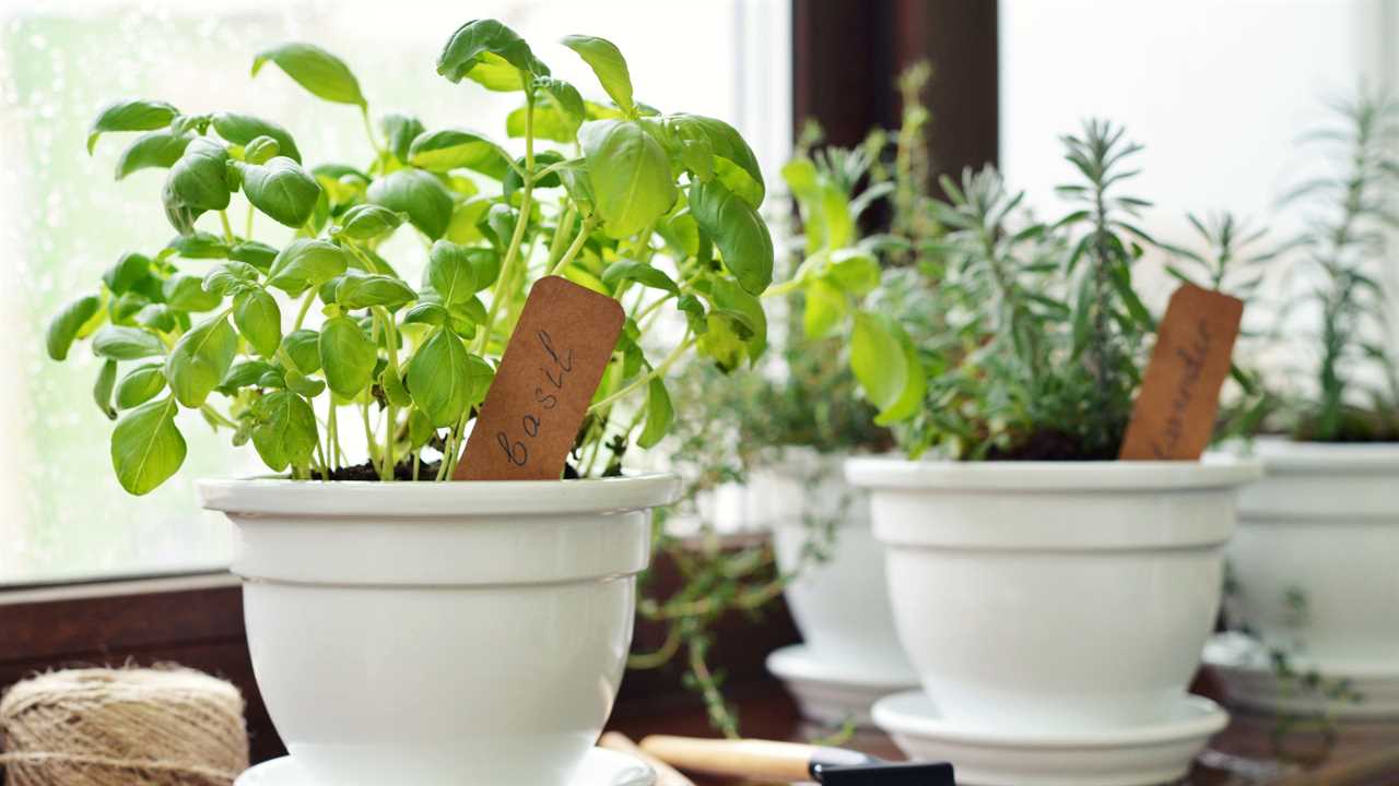 Veggies, Herbs, & Flowers! JUNE Garden Tour! Rhubarb, Roselle Hibiscus, & Cherry Tomatoes!