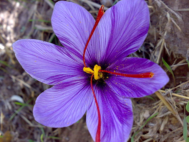 How To Make Saffron Water & Butter