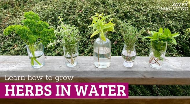 #1 Secret Hack to Seed Germination for More Food with Less Water!