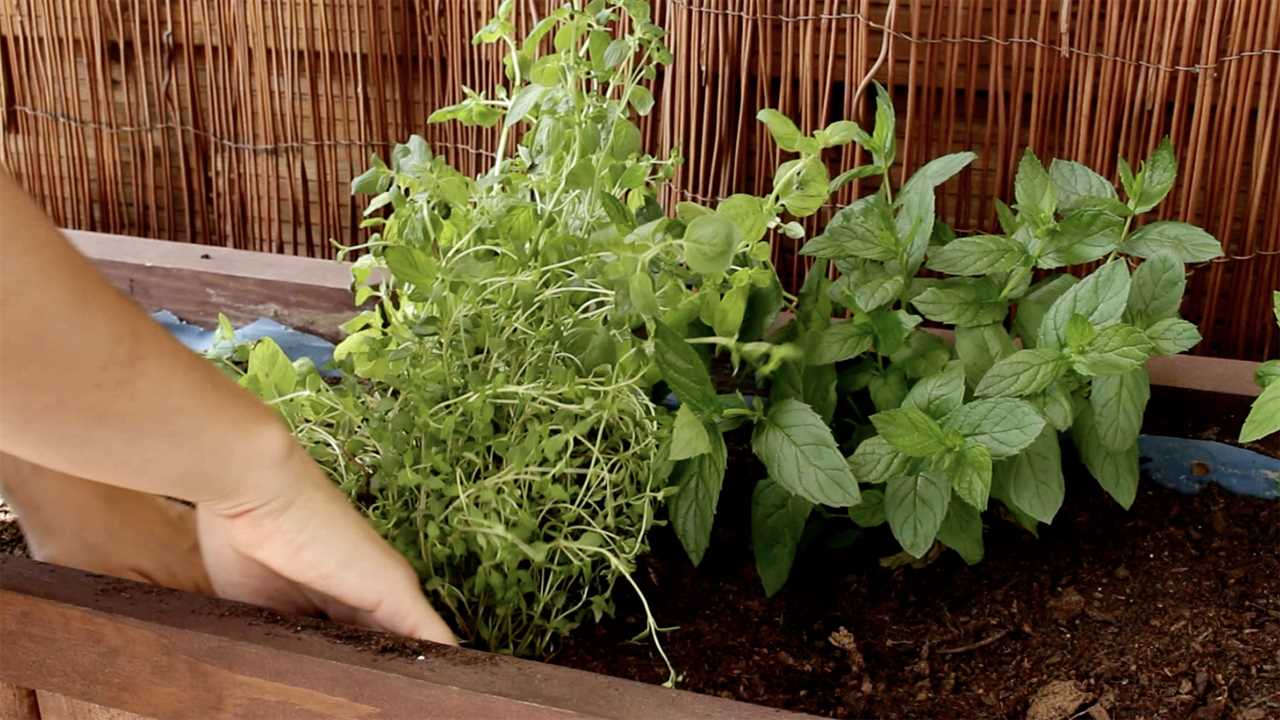 A nomadic man falls ill and a nomadic woman brings herbal medicine to the mountains