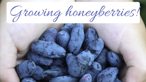 Growing honeyberries!