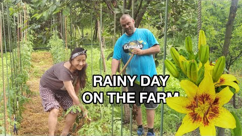 RAINY DAY ON THE FARM/MY LIFE IN SERBIA VLOG/ORGANIC FARMING SERBIA/APEI EATS