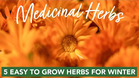 5 Easy to Grow Medicinal Herbs for Winter