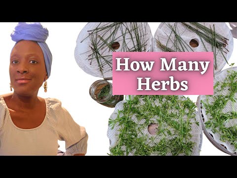 Grow Your Apothecary How Many Herbs Do You Really Need