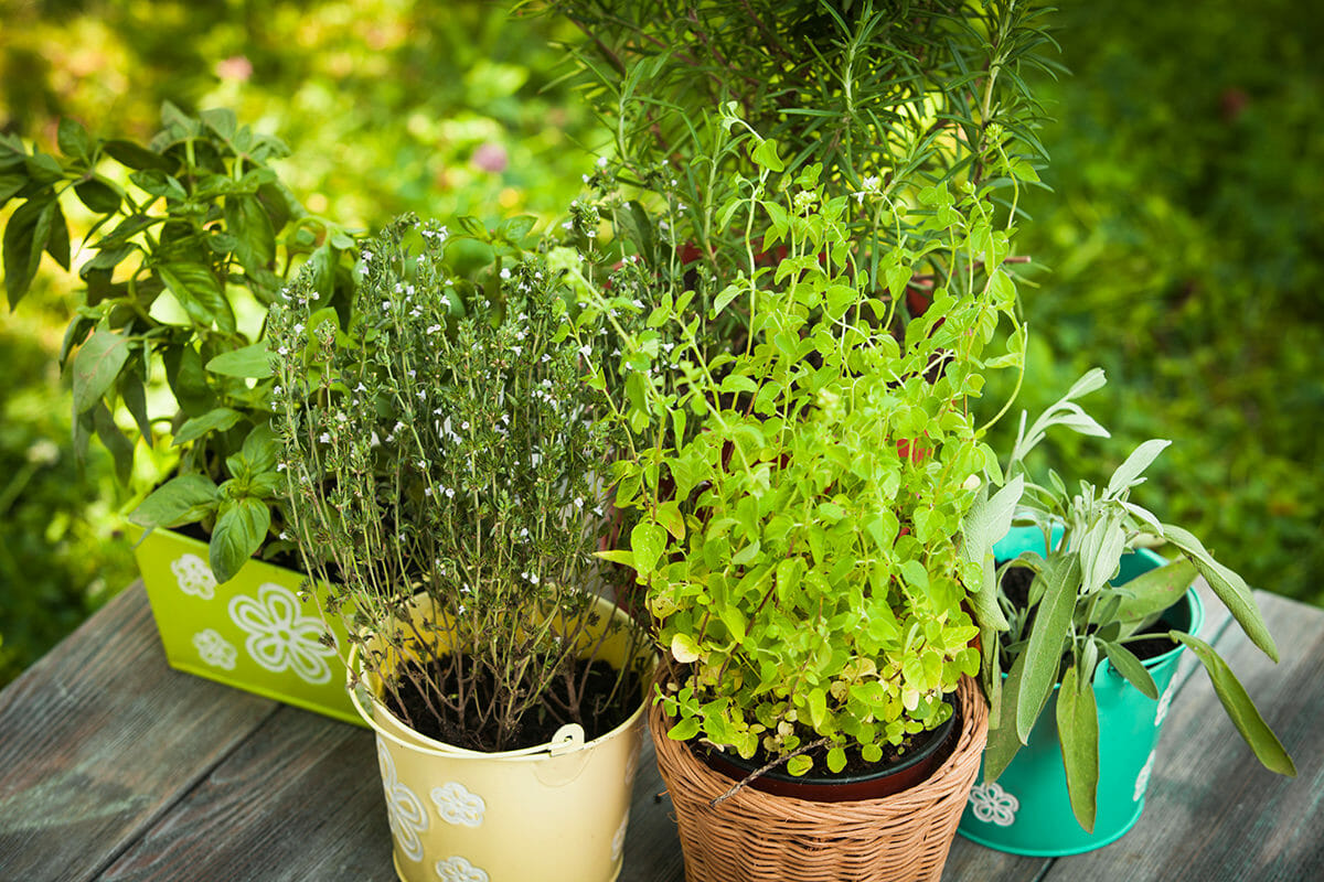 Freezing herbs to keep the fresh herb taste.