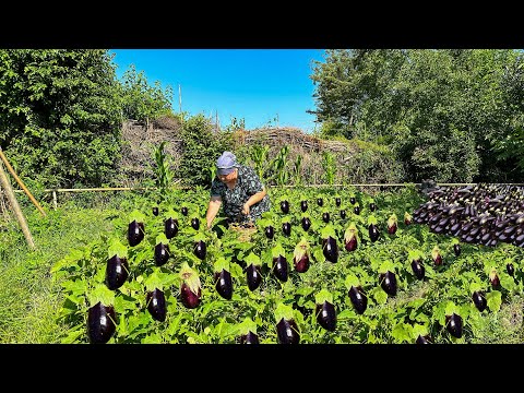 Eggplant Harvesting | You have never eaten such delicious eggplant!