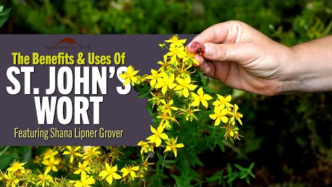 The Benefits & Uses of St. John's Wort | Featuring