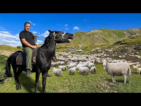 One Incredible Day Of An Azerbaijani Shepherd In The Mountains! Find Out This Wonderful Feeling