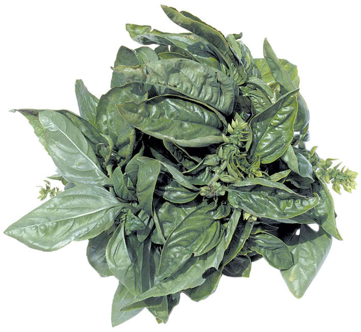 The Perfect Herb Understanding Fresh vs Dried