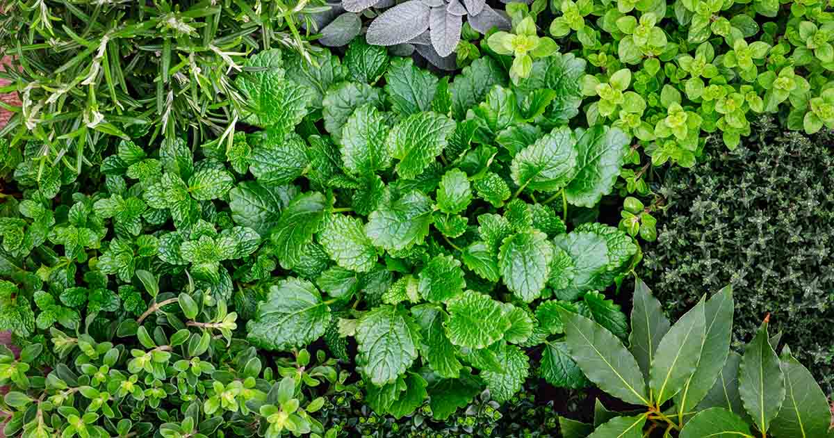 The Abundance of Mint & one for your Herbal First Aid Kit!