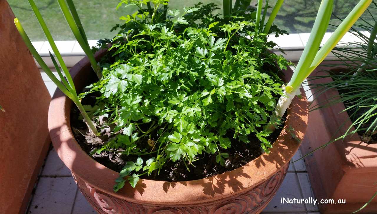 Parsley The Versatile Herb for Culinary Versatility