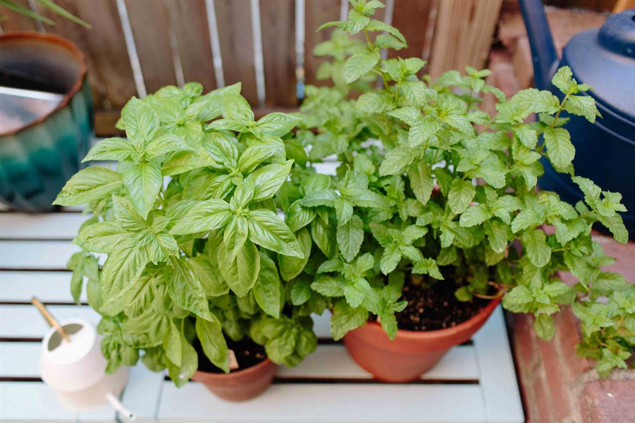 Grow Infinite Basil Plants for using Hydroponics or the Kratky Method
