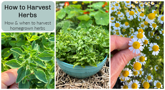 Harvesting medicinal herbs - Going to the Market to sell chili bamboo shoots and salted figs